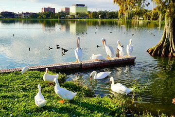 Poster - Swan in Lake Morton at city center of lakeland Florida	
