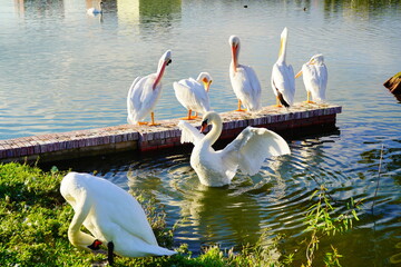 Wall Mural - White pelican in Lake Morton at city center of lakeland Florida	