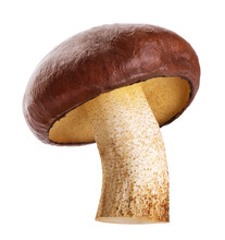 Suillus Luteus Mushroom Isolated On White Background. With Clipping Path.