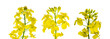 Colza white background. Yellow rape flowers for healthy food oil