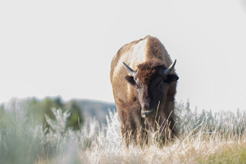 Wall Mural - Young American bison bull walking through sagebrush in Theodore Roosevelt National Park near Madora, ND, USA