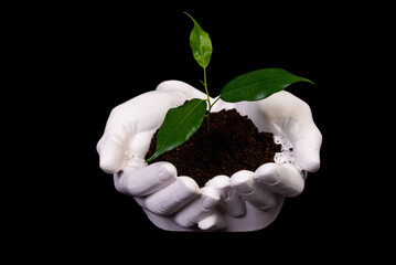 young small sprout for planting in the ground in the hands, two hands holding for a young green plan