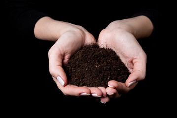 young small sprout for planting in the ground in the hands, two hands holding for a young green plan