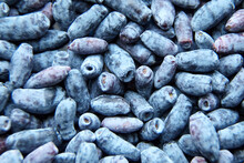 Honeysuckle (Lonicera Caerulea) Berry Food Texture Background. Blue Honeysuckle Berries, Top View