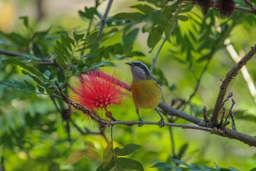 Wall Mural - Closeup of a banana songbird perching on a blooming calliandra plant