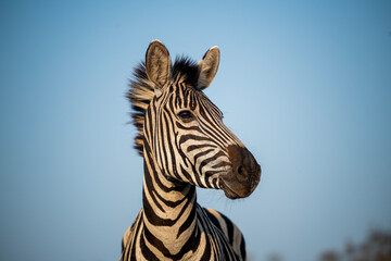 Poster - Zebra and blue sky in South Africa