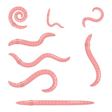 A Set Of Earthworms. Pink Worms Of Different Shapes.