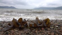 The Coast Of The Sea Of Okhotsk. Pacific Coast Sandy Beach With Laminaria (Laminaria), Tangle Seaweeds (brown Algae (Phaeophyta)). Ships In The Bay. Magadan. Russia