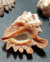 Drupina Lobata Sea Shell And Pearl