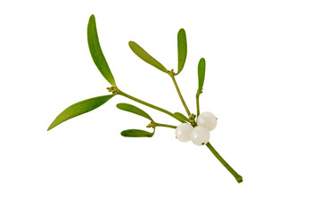 mistletoe branch with leaves and berries isolated transparent png. christmas decoration plant.