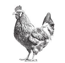 Farm Hen Chicken Sketch Hand Drawn In Engraved Style Sketch Vector Illustration.