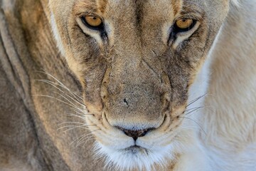 Sticker - Closeup shot of a lioness's face with brown eyes