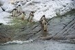 Cute Antarctic penguins walking in the sandy field to the shore