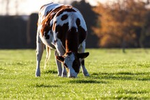 Close-up View Of A Calf Grazing In A Grass Field Under The Sunlight