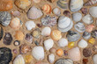 Set of colorful seashells on sand at the beach