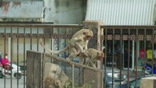 Slow Motion Of Two Monkeys Breeding Outdoors On A Sunny Day In Lopburi Thailand