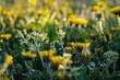 Meadow with yellow dandelion flowers on a blurred background