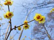 Pretty yellow wintersweet tree flowers