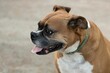 Closeup of a happy brown Boxer dog