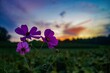 Closeup shot of purple kosmeya flowers on a blurred background of a field and sunset