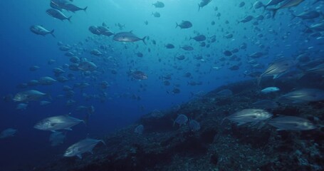 Canvas Print - Closeup view of a bunch of coral fish swimming in the sea