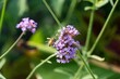 Beautiful shot of honey bee on purpletop vervain flower in meadow under sunlight