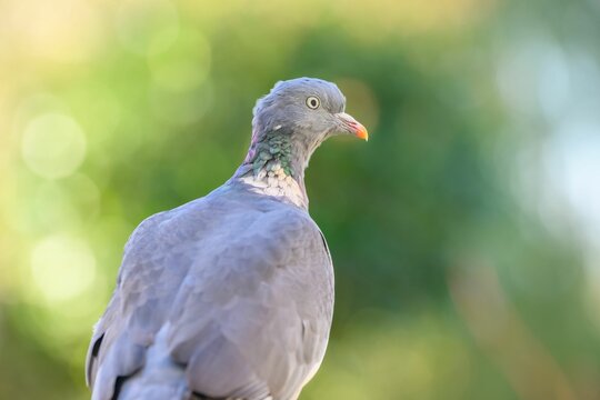 Closeup of a trocaz pigeon, Madeira laurel pigeon (Columba trocaz) on a blurred background