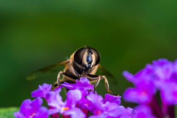Wall Mural - Closeup shot of a hoverfly perched on purple flowers in a garden in daylight