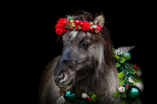 Head Portrait Of An Adorable Dun Shetland Pony Wearing A Festive Christmas Wreath And A Red Flower Bouquet Isolated On Black Background