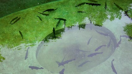 Poster - Trout fish in fish farm water with green reflection