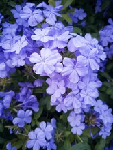 Vertical Shot Of Beautiful Blue Phlox Flowers Blooming In The Garden