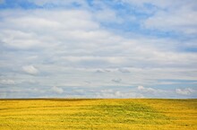 Summer Landscape With Yellow Field And Blue Sky