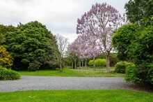 Beautiful Purple Jacaranda Tree In Lush Green Garden In Kapiti, New Zealand