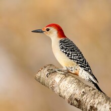 Closeup Of A Red-Bellied Woodpecker Perched On A Tree Branch