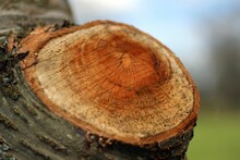 Closeup Of A Cut Tree