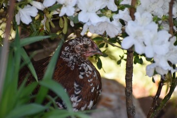 Sticker - Closeup of a chicken hiding on the farm in Erin, Tennessee