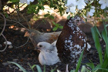 Sticker - Closeup of chickens hiding on the farm in Erin, Tennessee