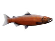 Chinook Salmon - Living in the Northern Pacific ocean the Chinook salmon fish live in schools and mate in rivers.