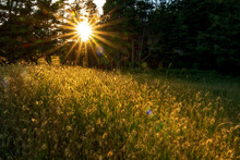 Sun Lighting The Beautiful Grass At Helliwell Provincial Park