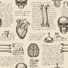 Anatomy Seamless Pattern With Hand-drawn Human Skulls, Bones, Joints And Organs On A Backdrop Of Handwritten Text Lorem Ipsum. Vintage Repeating Vector Background With Sketches On Medical Theme