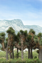 Many Beautiful Joshua Trees And Majestic Mountain Landscape On Background