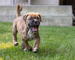 A baby pup, brown brindle boxer bulldog running in the green grass with mouth open. The Boxer is a medium to large, short haired dog breed of mastiff type pet dog. Colors are fawn, brindled, white.