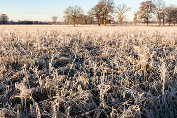 Wall Mural - Heavy white frost on a thick field of cover crops protecting the soil in the winter.