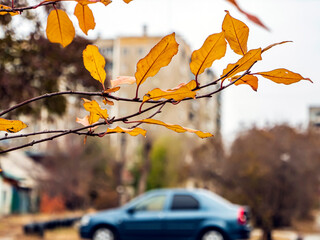 Wall Mural - bright colorful autumn leaves on tree branches