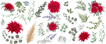 Vector Grass And Flower Set. Eucalyptus, Different Plants And Leaves, Lavender, Chrysanthemum, Dahlia, Dry Wood, Mimosa. Compositions Of Flowers And Plants On A White Background 