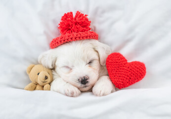 Aufkleber - Tiny Bichon Frise puppy wearing tiny warm hat sleeps under  white blanket on a bed at home with favorite toy bear and red heart. Top down view