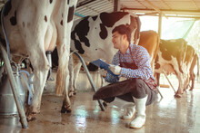 Male Farmer Working And Checking On His Livestock In The Dairy Farm .Agriculture Industry, Farming And Animal Husbandry Concept ,Cow On Dairy Farm Eating Hay. Cowshed.