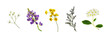 Set of small flowers of berberis, spirea, limonium, lupine and gypsophila isolated on white or transparent background