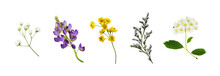 Set Of Small Flowers Of Berberis, Spirea, Limonium, Lupine And Gypsophila Isolated On White Or Transparent Background