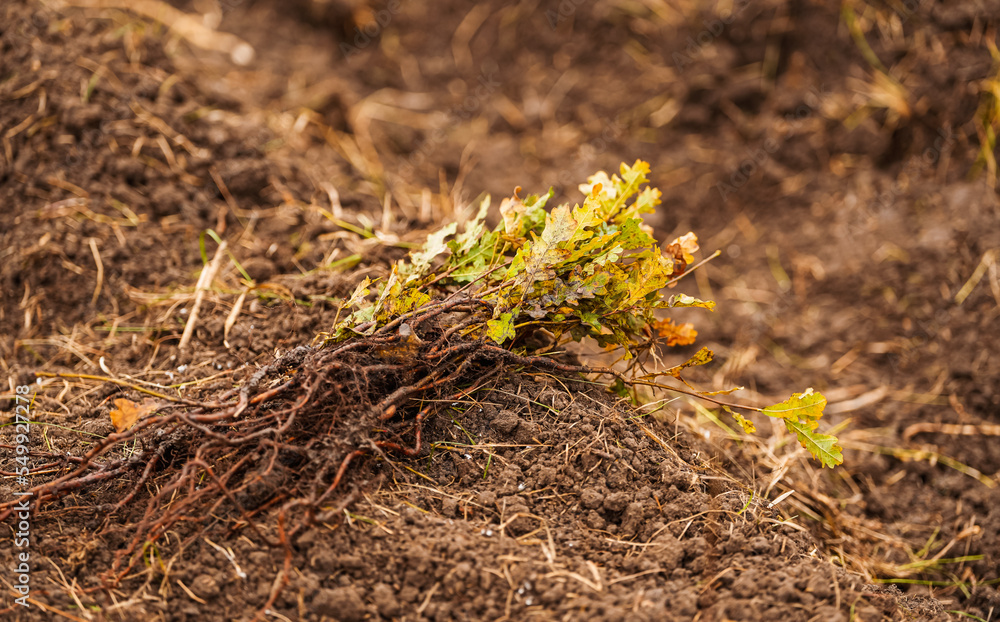 Oak Sapling Roots Tree planting event. Environmental action to create a forest by ...